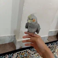 عروس هلندی