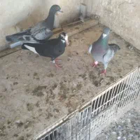 کبوتر پلنگ