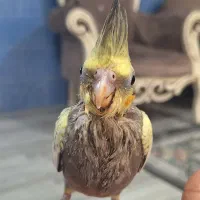 جوجه عروس هلندی