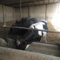 گوساله ریز قلم چاق چاق