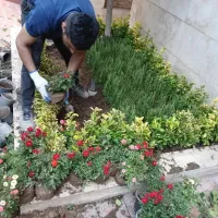 باغبانی کاشت گل درخت خاک گلدان باغچه کاری در تهران