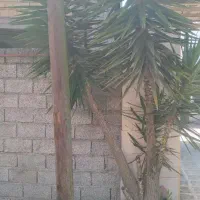 چهارعدد.درخت یوکا سالم وسرحال قیمت توافقی