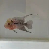 فلاور هورن گرید a