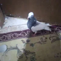 فروش فوری
