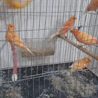 قناری ردفاکتورمزایکی