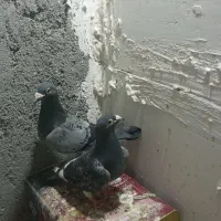 المانی‌مسافتی