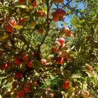 سیب درجه یک سنندج