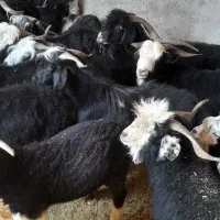 کهره نره چاق یک سال مناسب عیدی قربان