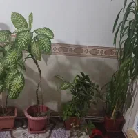 گل های زیبا