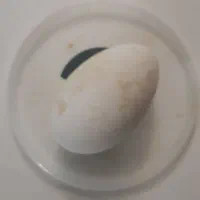 تخم غاز  ۵۰هزار