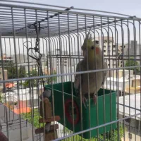 طوطی عروس هلندی