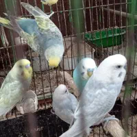 مرغ عشق رینبو