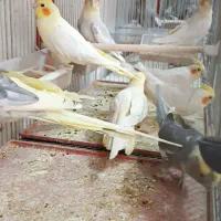 پرنده سرای نوروزی