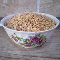 گندم درجه یک