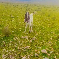 فروش کهره چبش خارجی