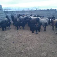 ۴۰راس گوسفند شیشک  میش