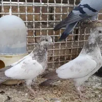 کبوتر مفلق پرشی