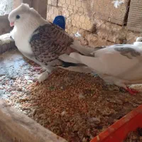 بلژیکی با جوجه