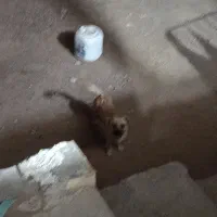سگ شیواوا اصل