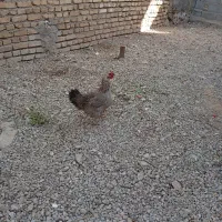 مرغ 2294312481