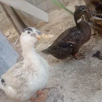 معاوضه اردک با چندتا کبوتر ساده