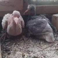 کفتر