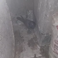 کفتر