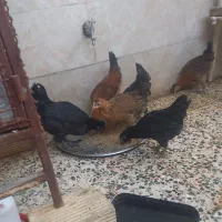 جوجه مرغ