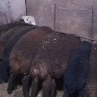 فروش بره