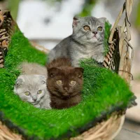 گربه اسکاتیش