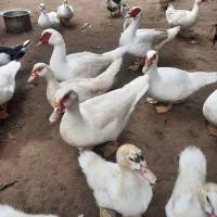 فروش اردک اسرائیلی و نیمچه ارد‌ک