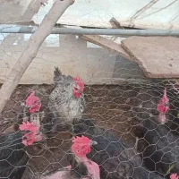مرغ