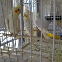 پرنده|پرنده|اصفهان, جی شیر|دیوار