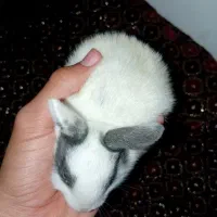 خرگوش