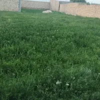 یک-قطعه-زمین-چهار-دیواری-در-بافت