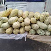 خربزه افغانی درجه یک به شرط چاقو