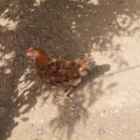 نیمچه خروس معاوضه