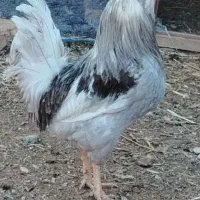 تخم نطفه دار و جوجه گلین
