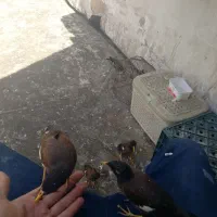 جوجه مینا شاه تخم اصیل تهران خانگی