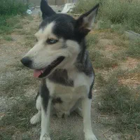 سگ هاسکی خونگی