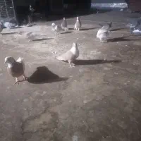 فروش نرمخمل زرد