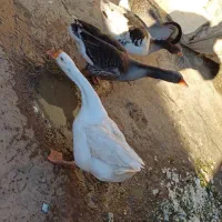 غاز تخمگذار