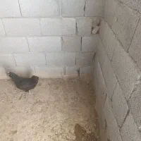 فروش مرغ خروس