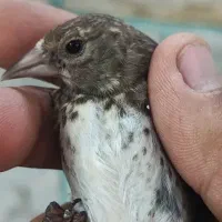 جوجه سهره سیاسر موجود شد