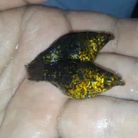 ماهی دالماسی بالن