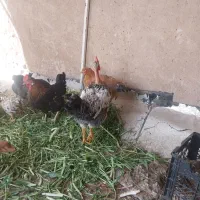 مرغ و خروس|حیوانات مزرعه|اهواز, حصیرآباد|دیوار