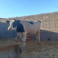 گاو