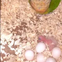 سه عدد گرینچیک