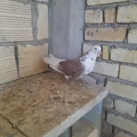 کبوتر پرشی
