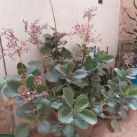 گلهای طبیعی